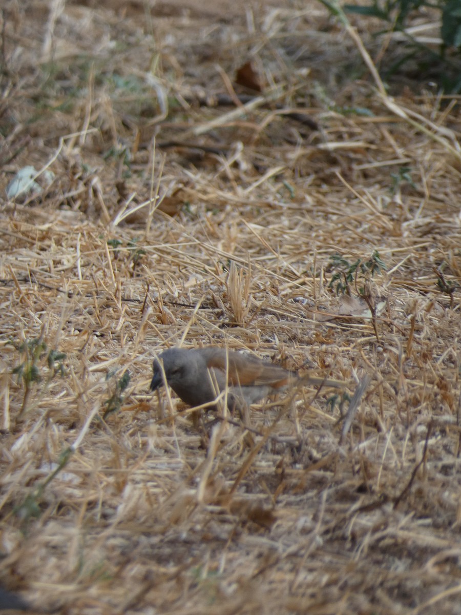 Parrot-billed Sparrow - ML602953651