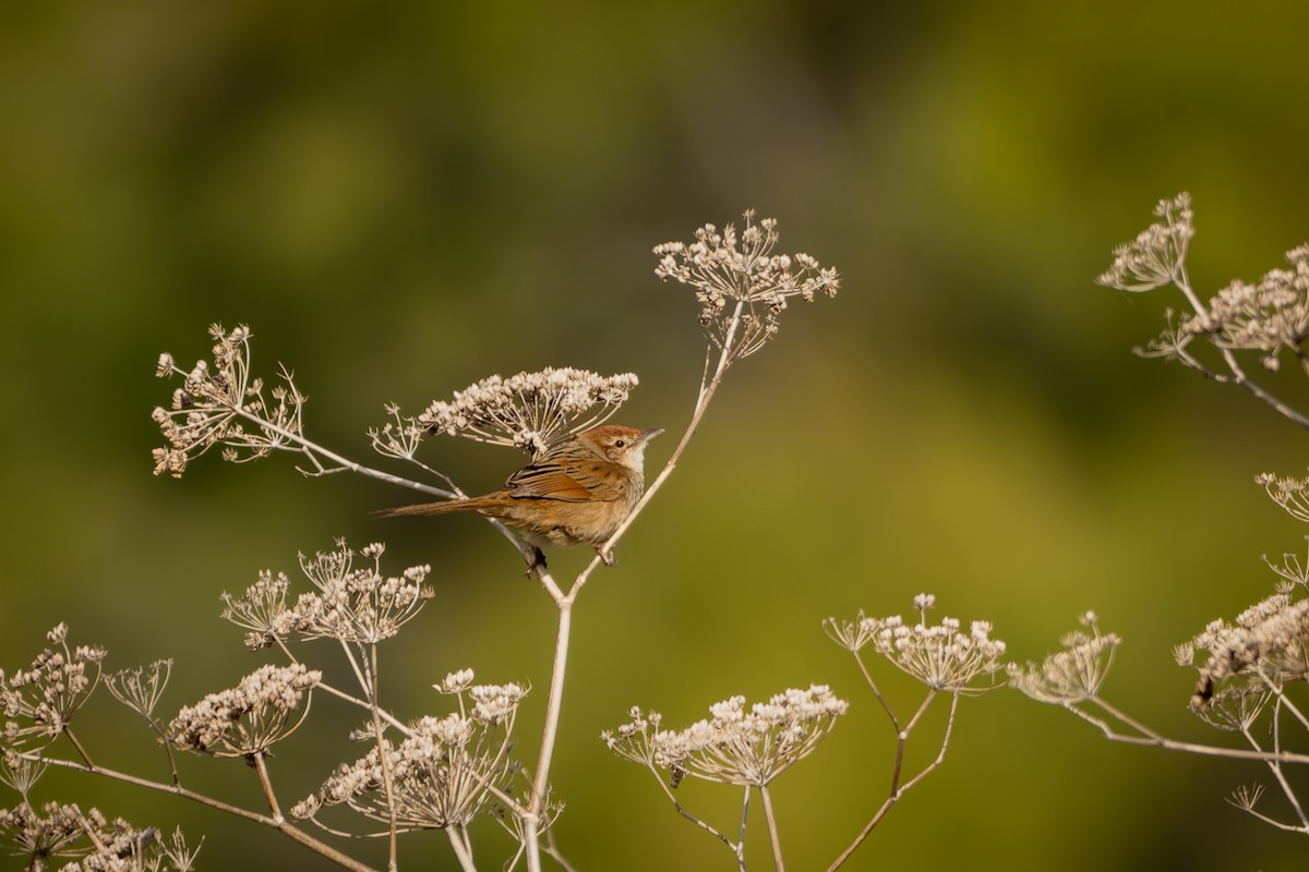 Tawny Grassbird - ML602953911