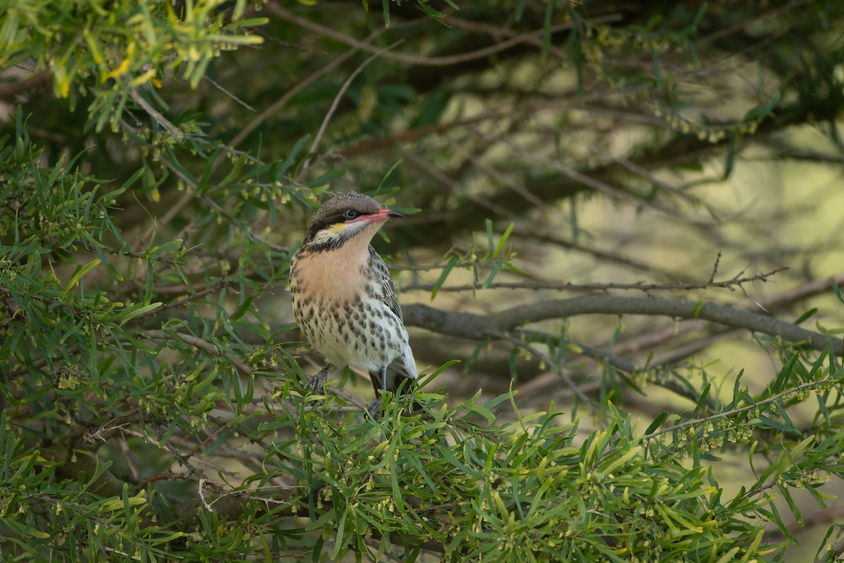 Spiny-cheeked Honeyeater - ML602953951