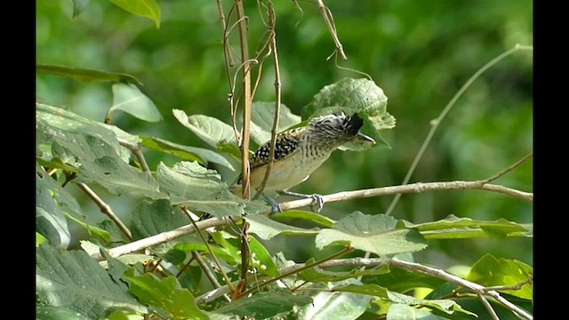 Barred Antshrike - ML602954001