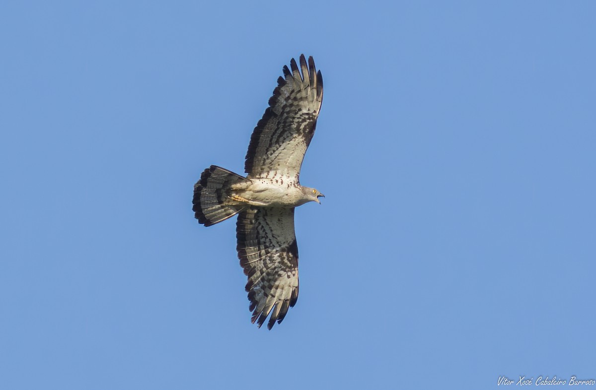 European Honey-buzzard - Vítor Xosé Cabaleiro Barroso