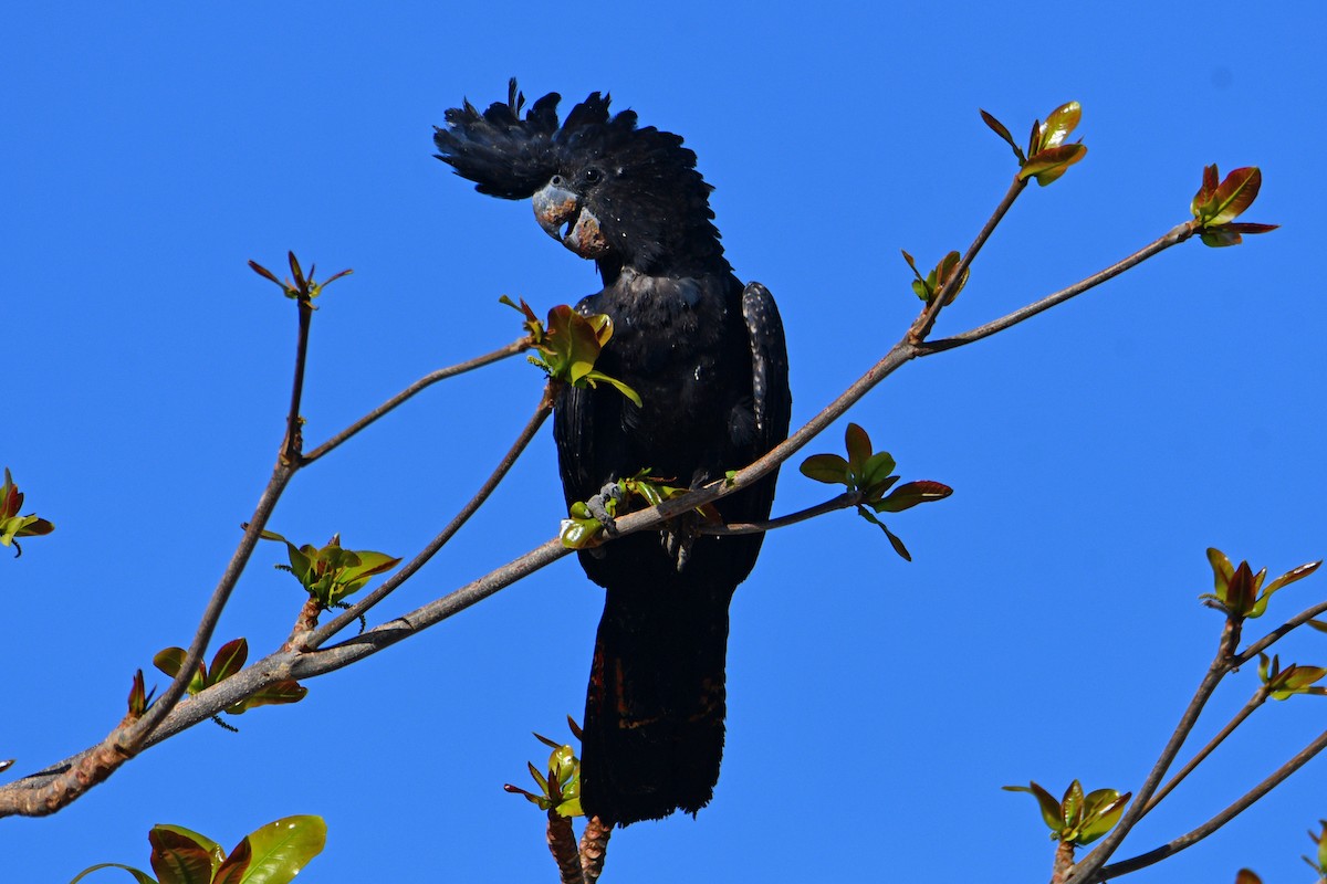 Red-tailed Black-Cockatoo - ML602954351