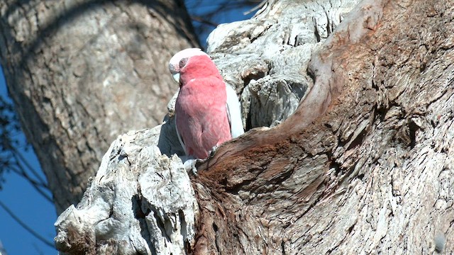 Cacatúa Galah - ML602954431