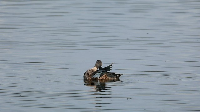 Cape Shoveler - ML602954511