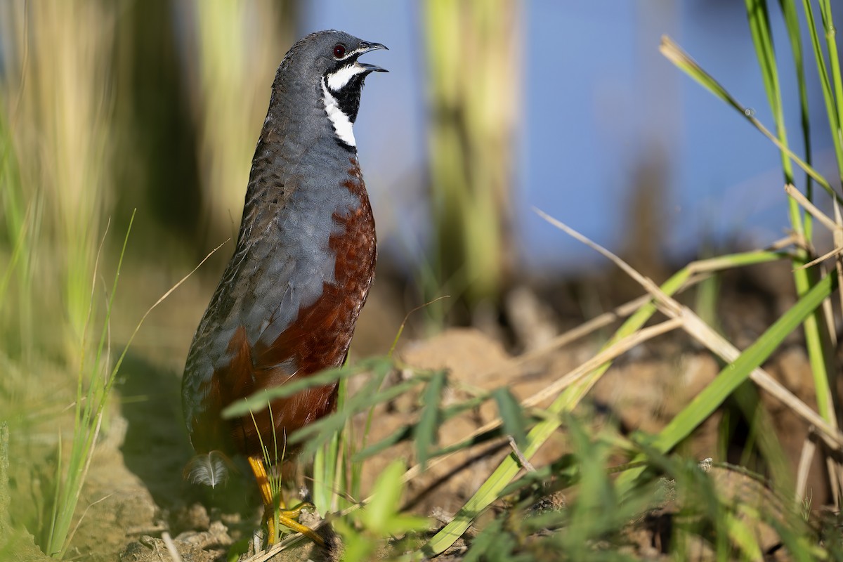 Blue-breasted Quail - ML602954551