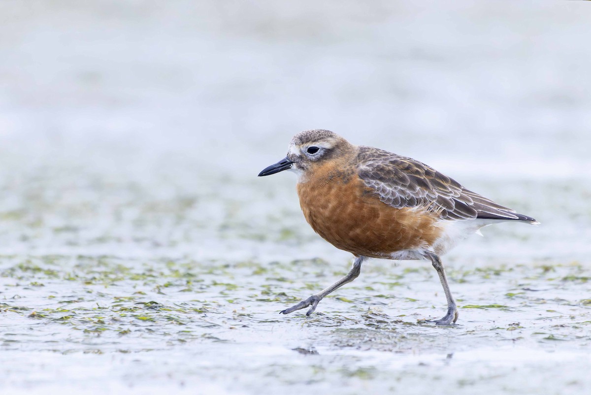 Red-breasted Dotterel (Southern) - Oscar Thomas