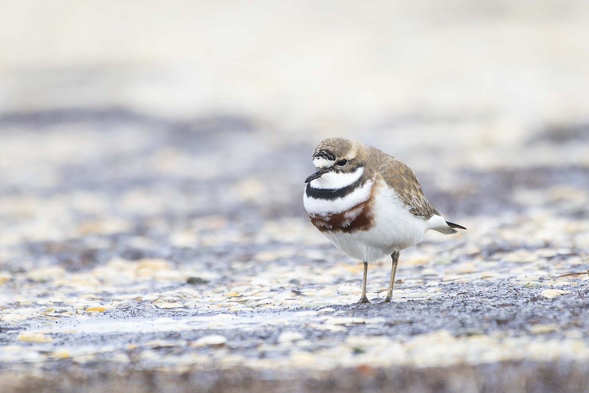 Double-banded Plover - ML602955111