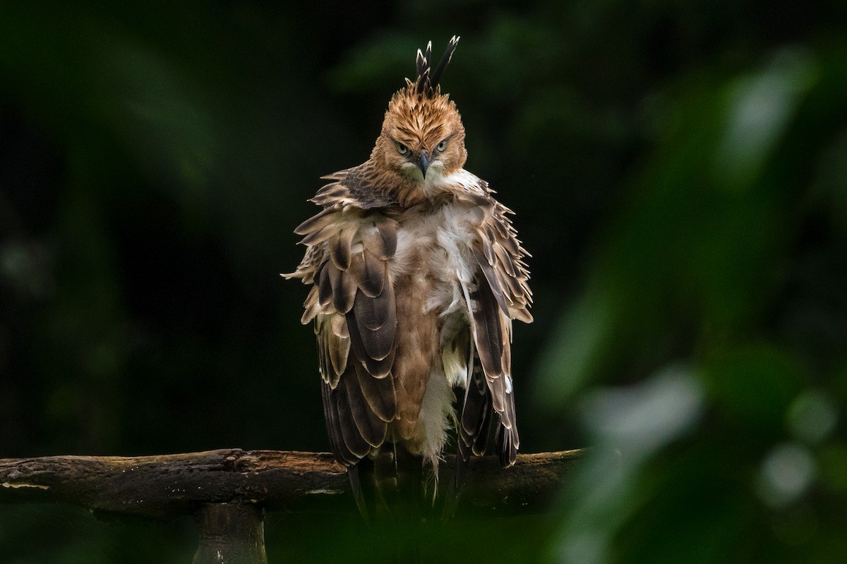 Changeable Hawk-Eagle - ML602957141