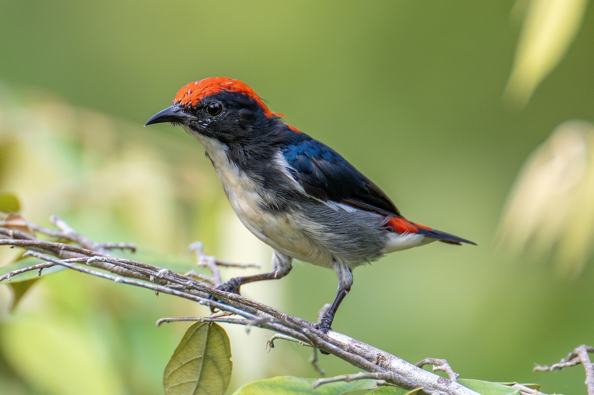 Scarlet-backed Flowerpecker - ML602959921