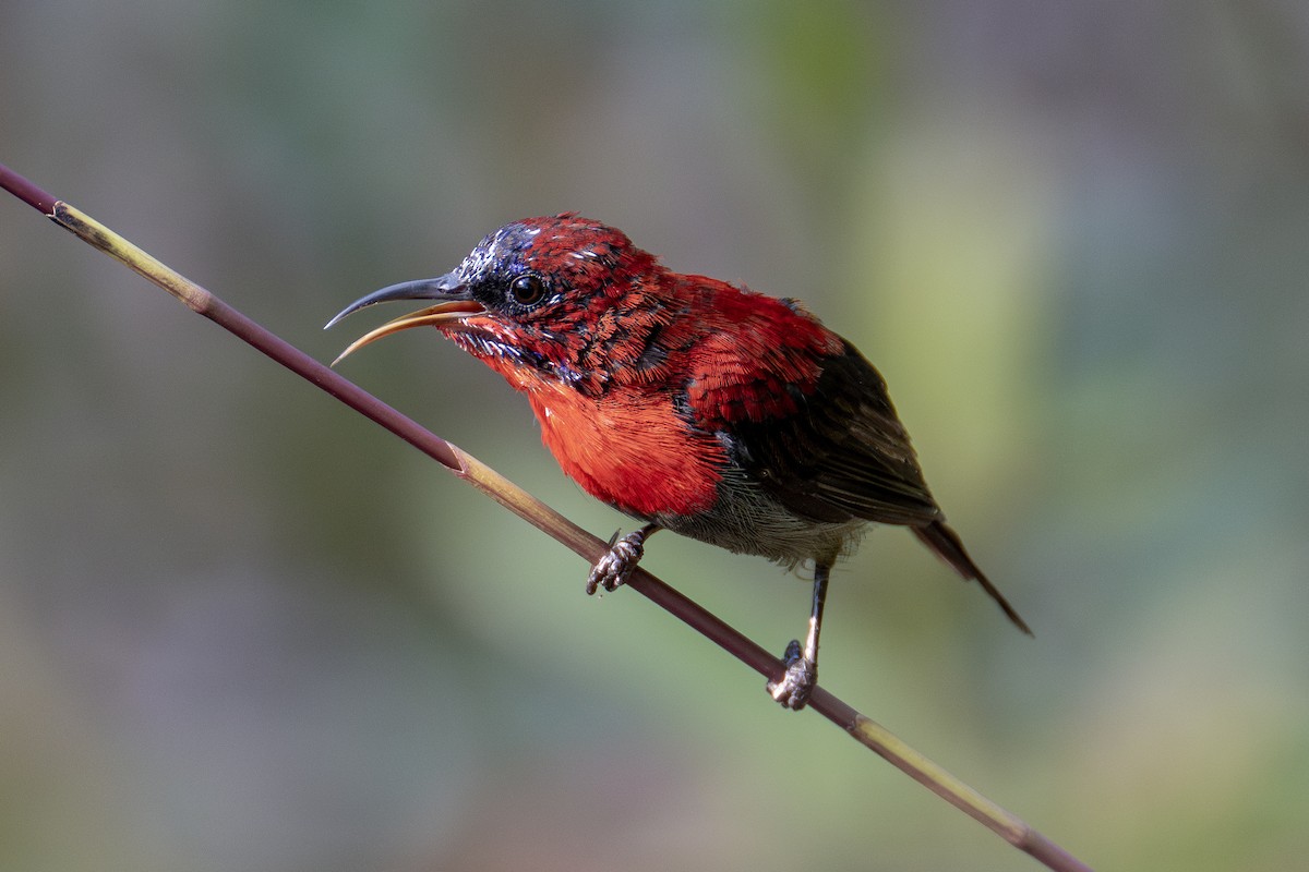 Crimson Sunbird - ML602960031
