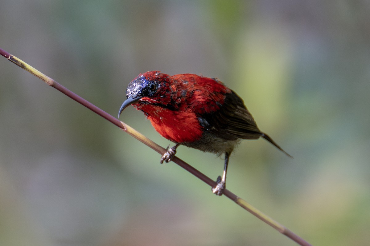Crimson Sunbird - ML602960041