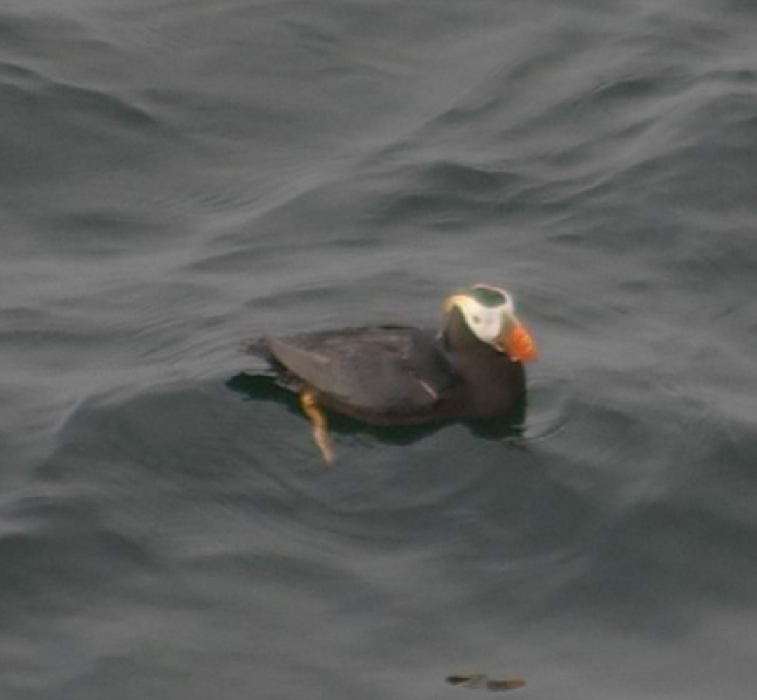 Tufted Puffin - ML602960551