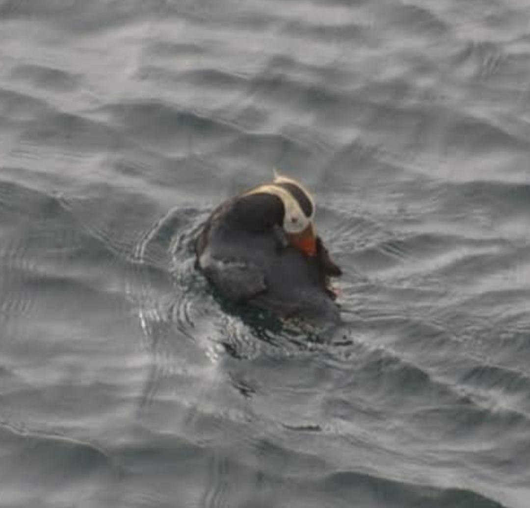 Tufted Puffin - ML602960561