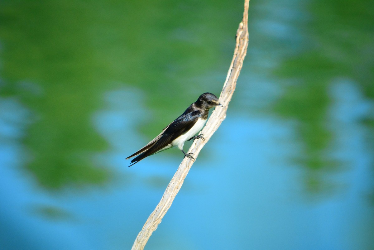 Barn Swallow - Paulo Narciso