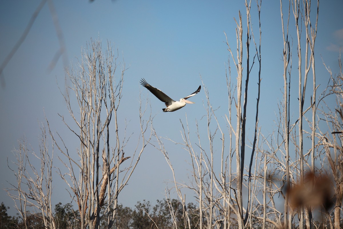 Австралийский пеликан - ML602960941