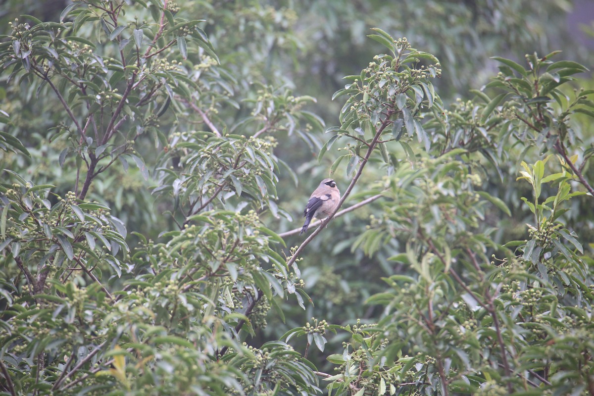 Taiwan Bullfinch - Che-Lun Chang