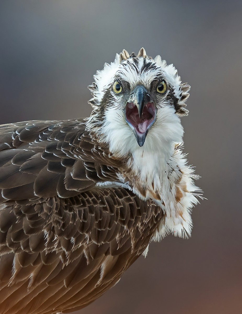 Osprey - Martin Anderson