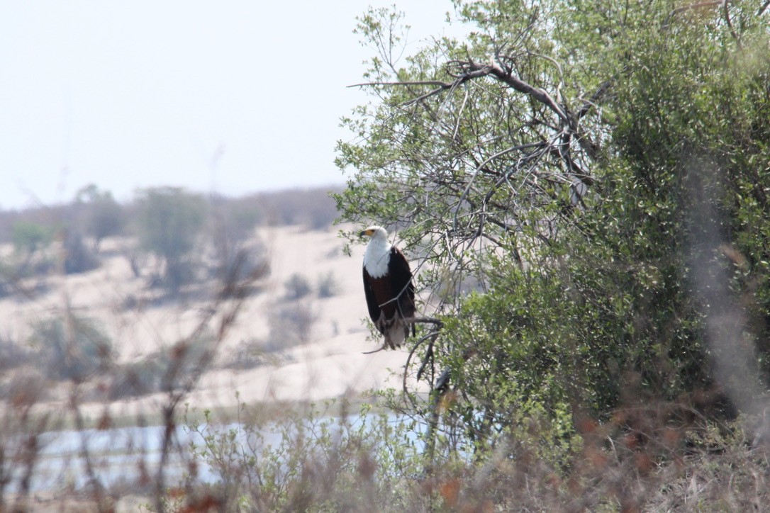 African Fish-Eagle - ML602962331