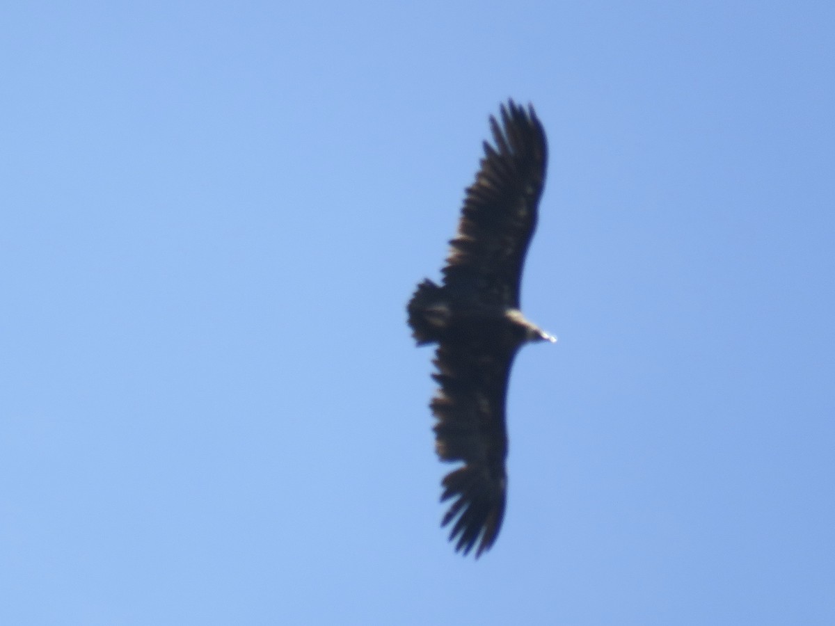 Cinereous Vulture - ML602962371