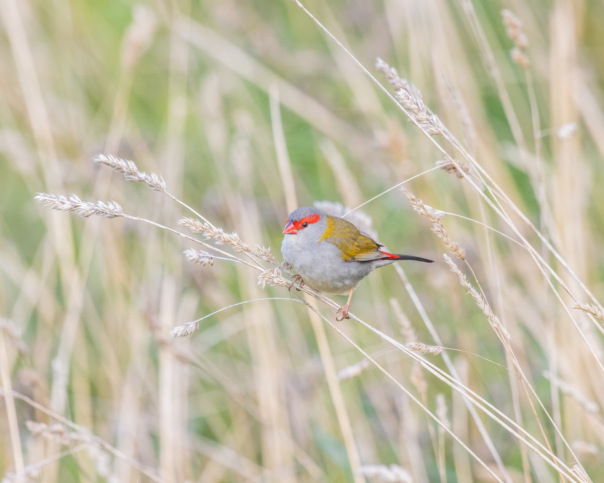 Red-browed Firetail - ML602962561