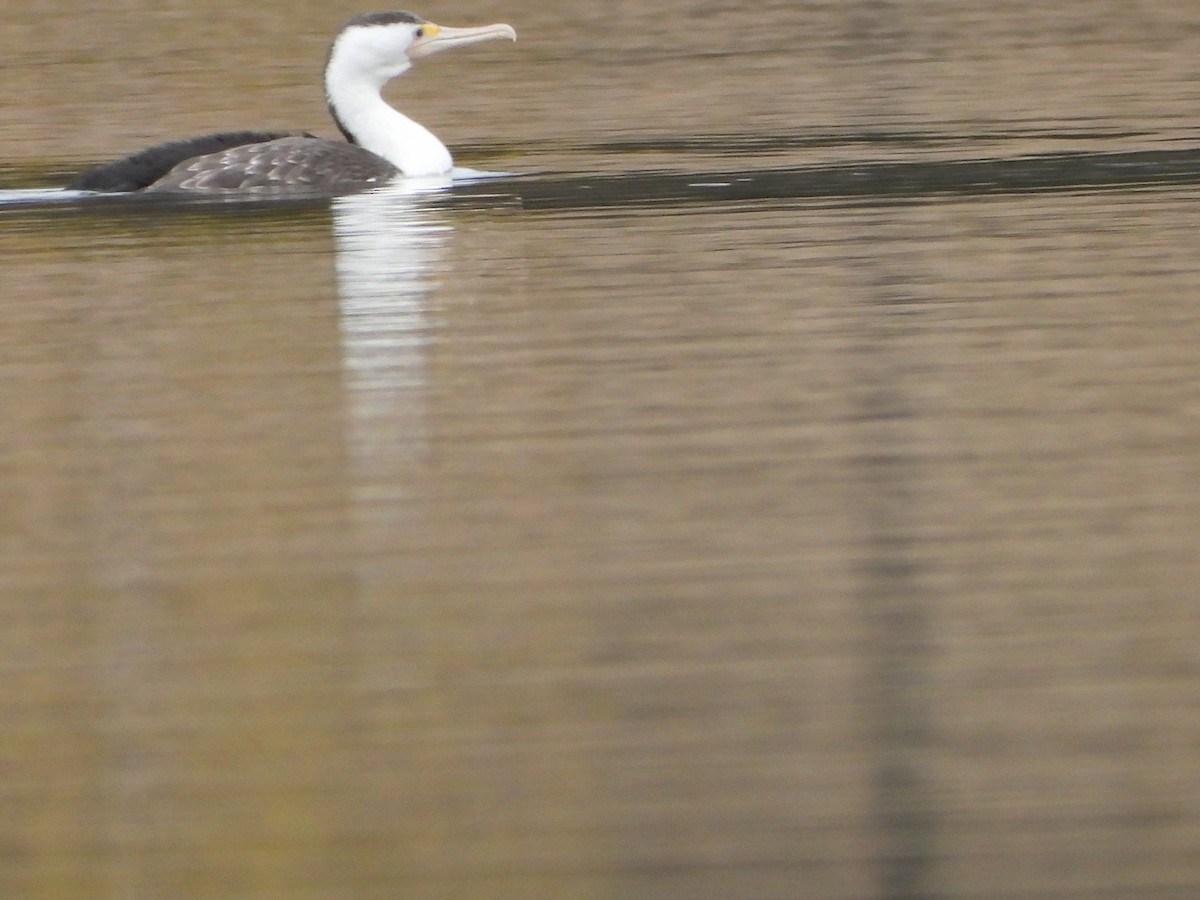 Pied Cormorant - ML602962811