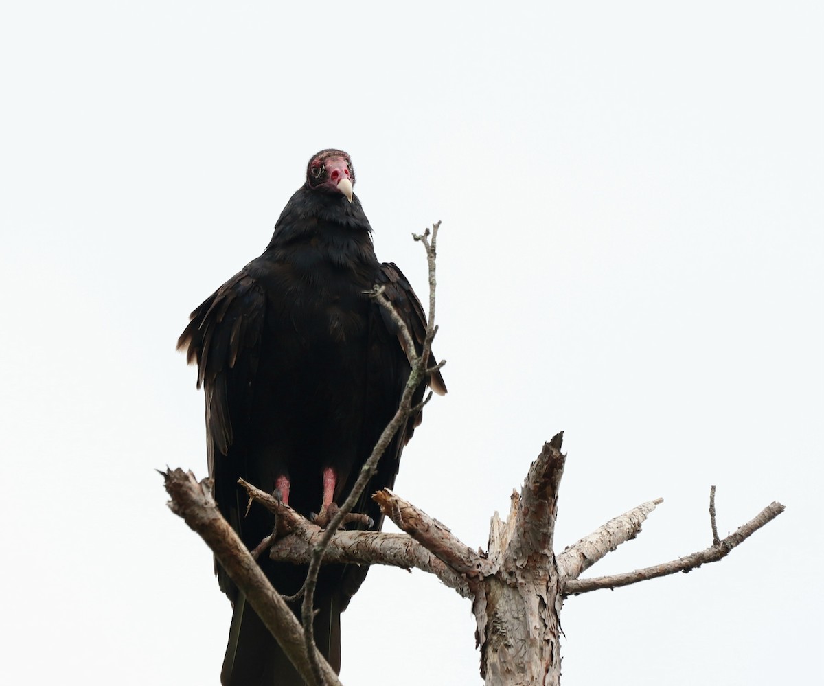 Turkey Vulture - ML602964181