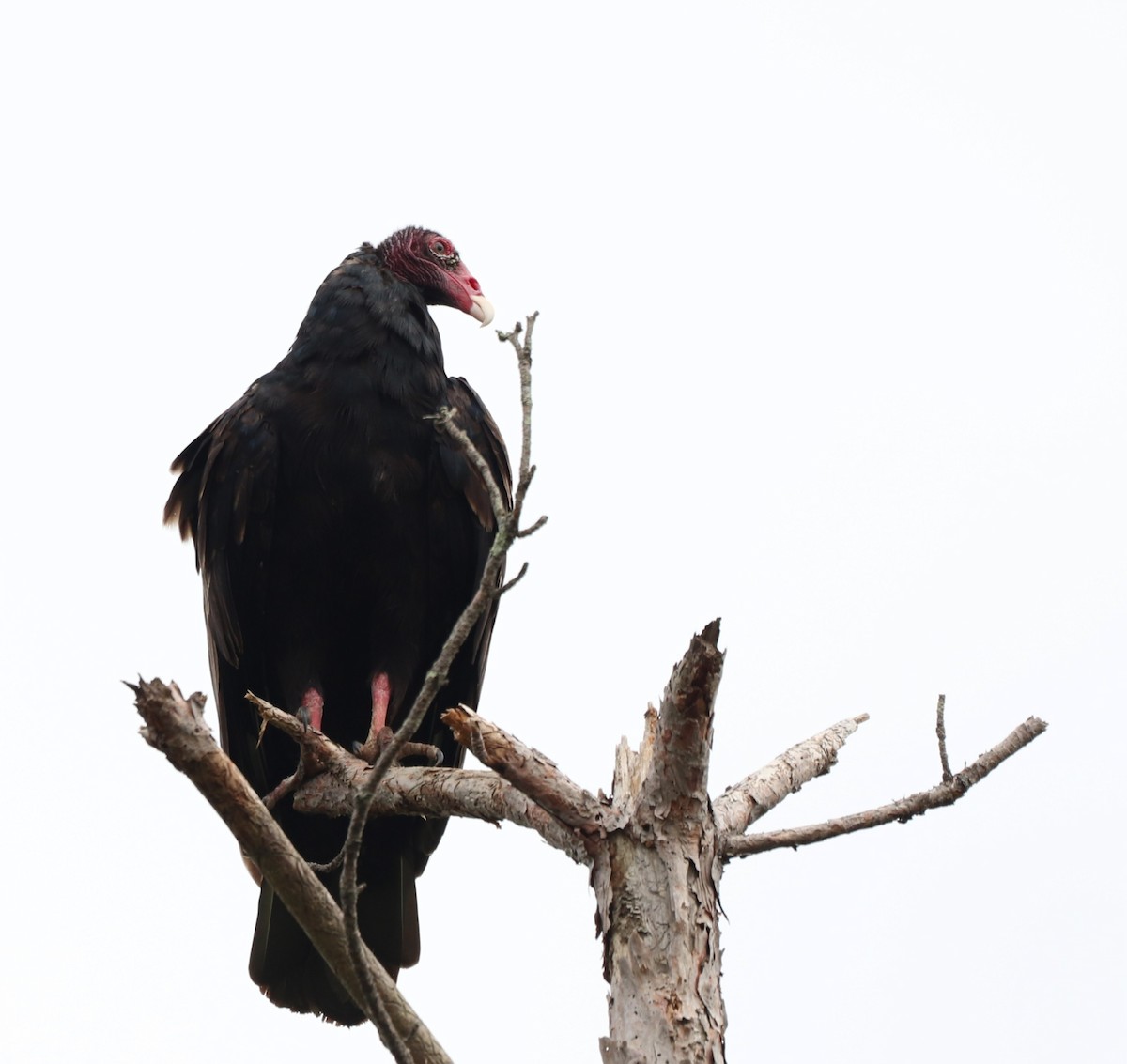 Turkey Vulture - Robert Richard