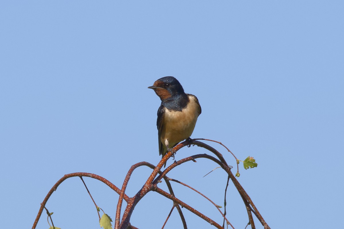 Barn Swallow (White-bellied) - ML602964311