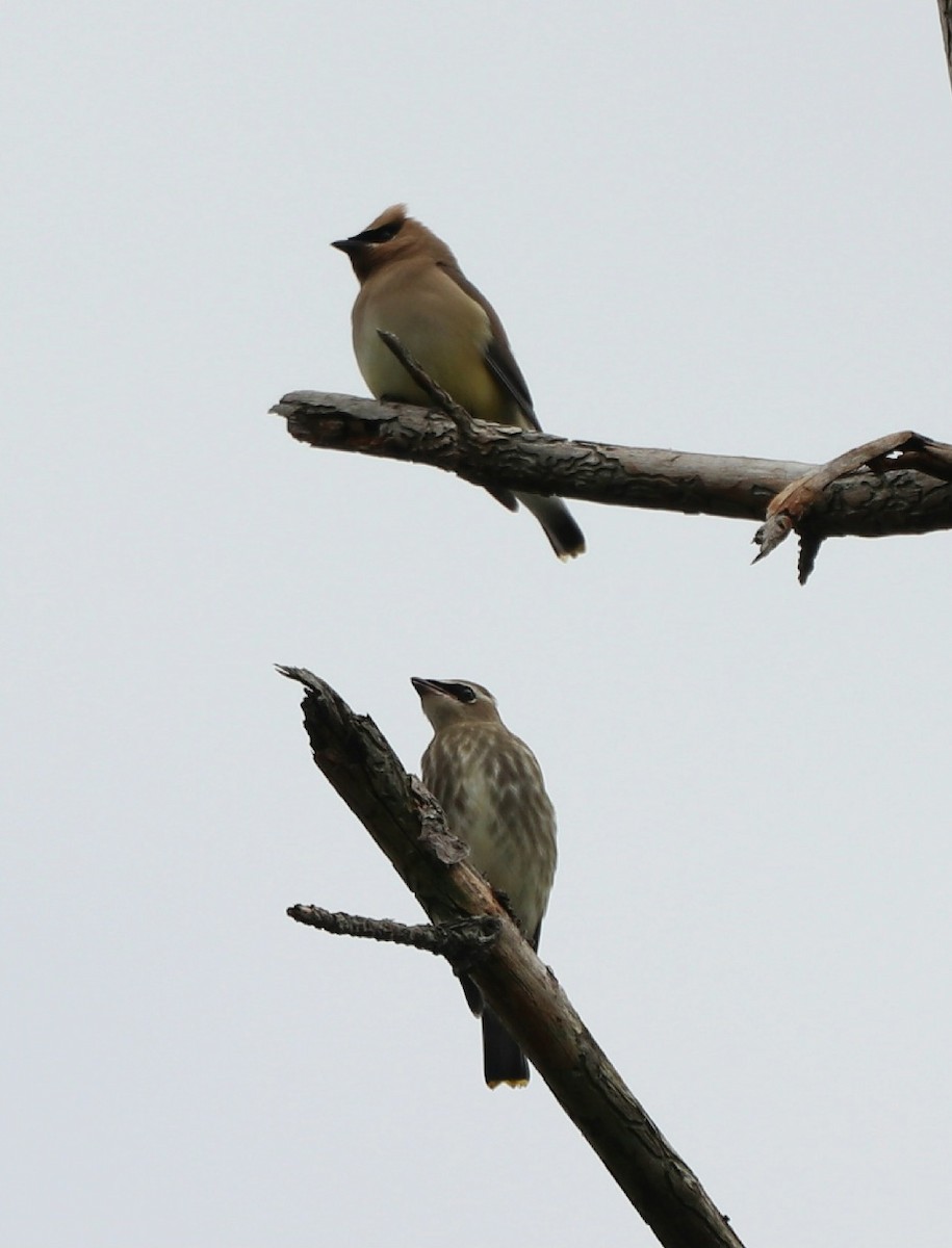 Cedar Waxwing - ML602964411