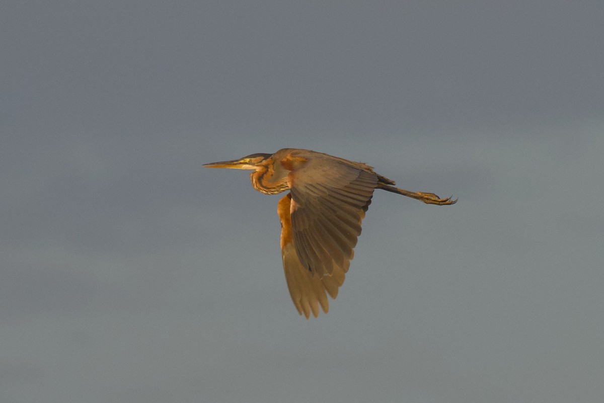 Purple Heron - Severin Uebbing