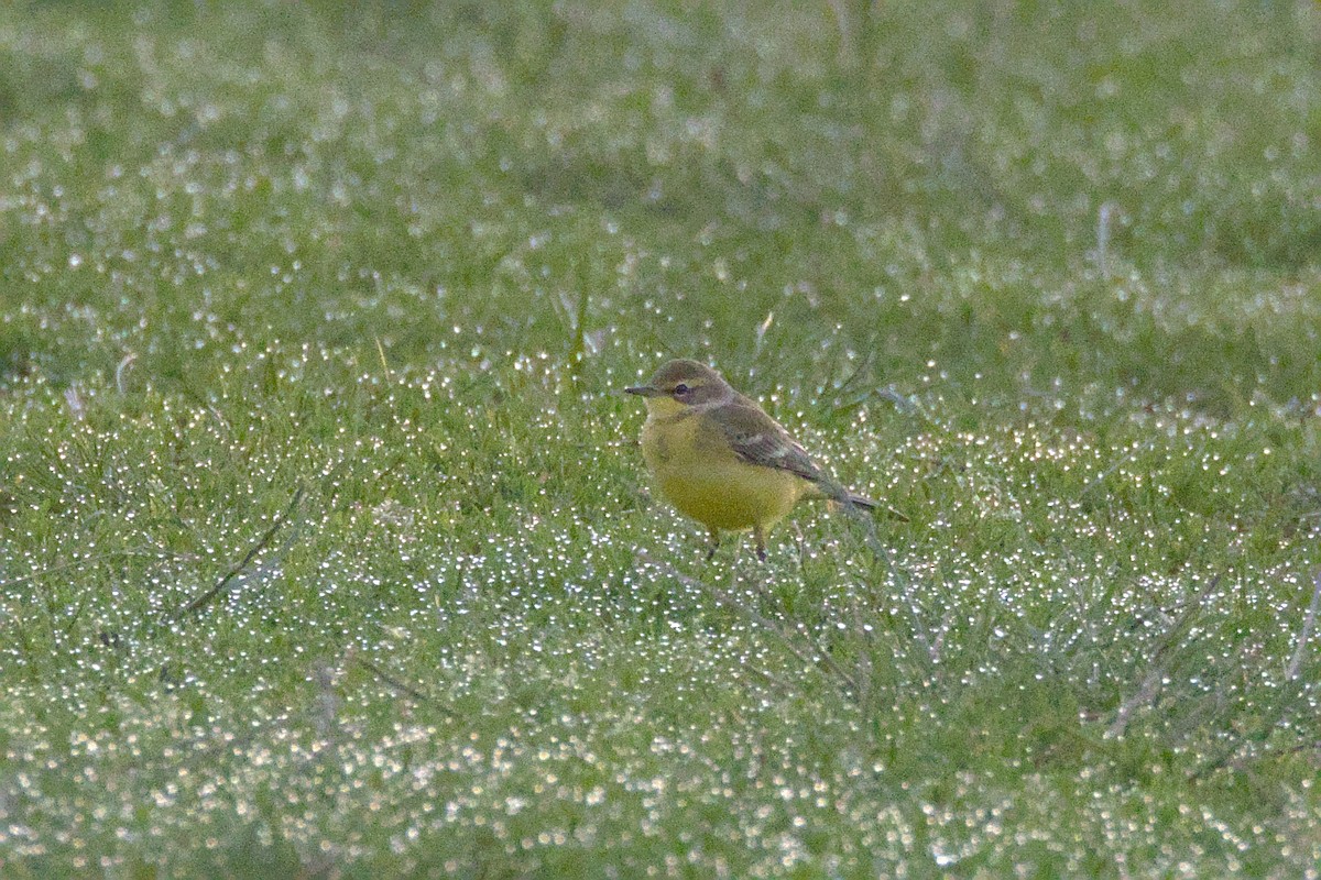 Western Yellow Wagtail - ML602964651