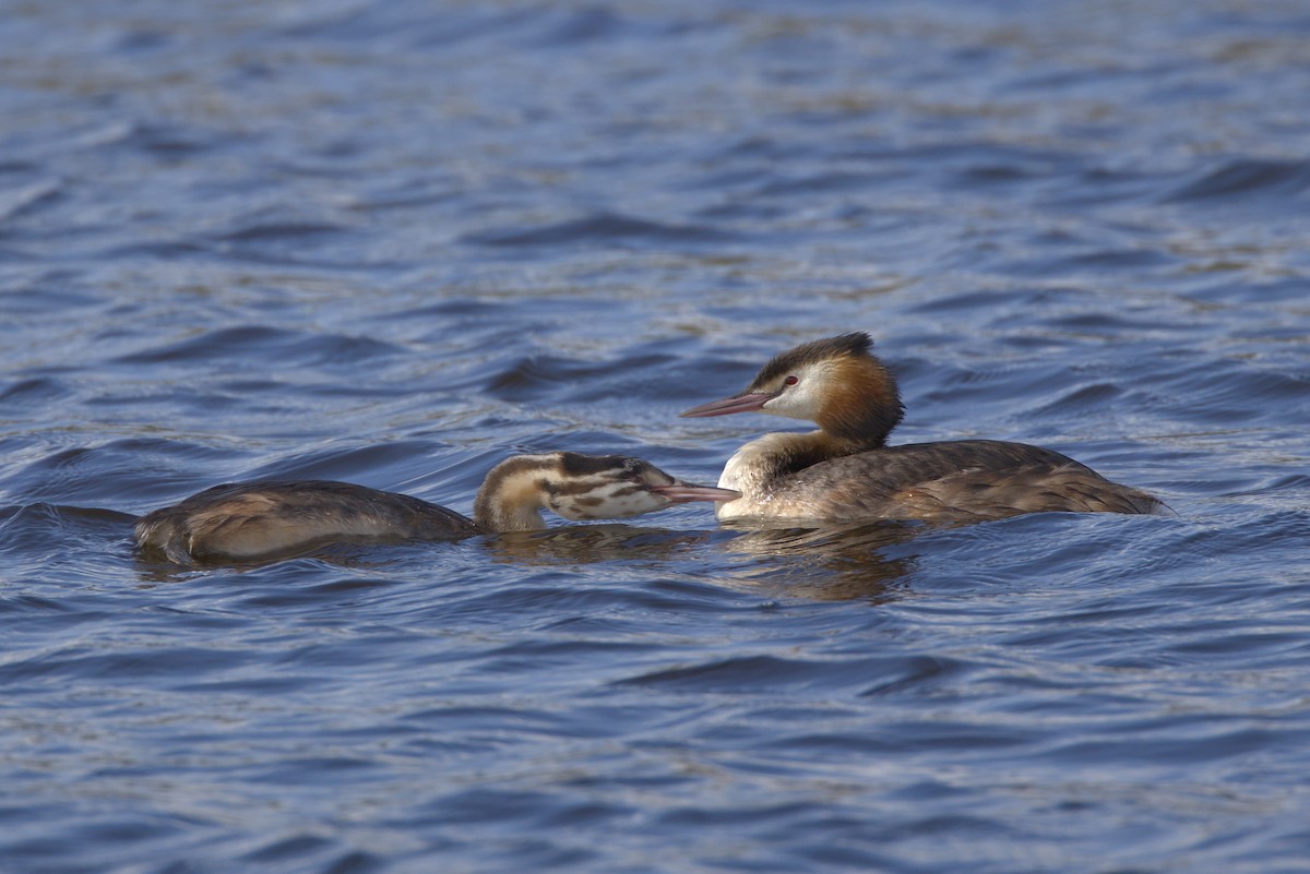 Great Crested Grebe - ML602964861