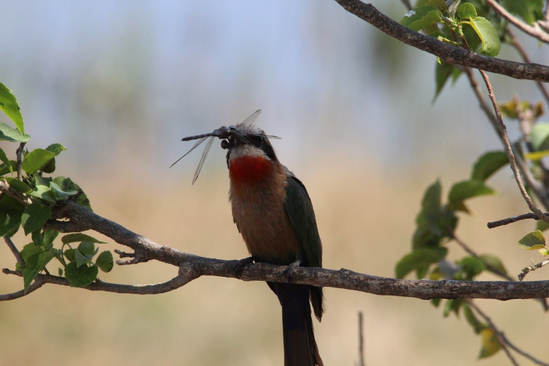 White-fronted Bee-eater - ML602965191