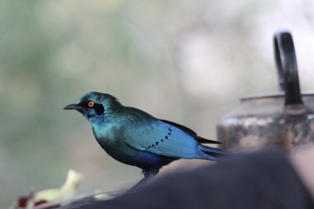 Greater Blue-eared Starling - ML602965251