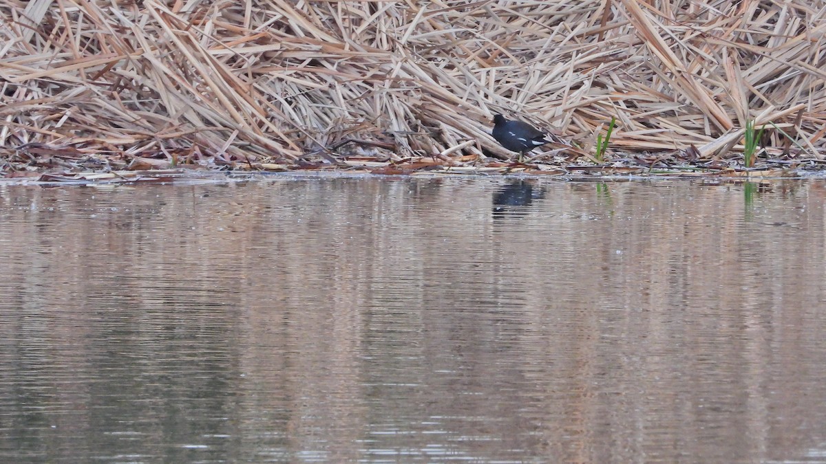 Common Gallinule - Hugo Valderrey