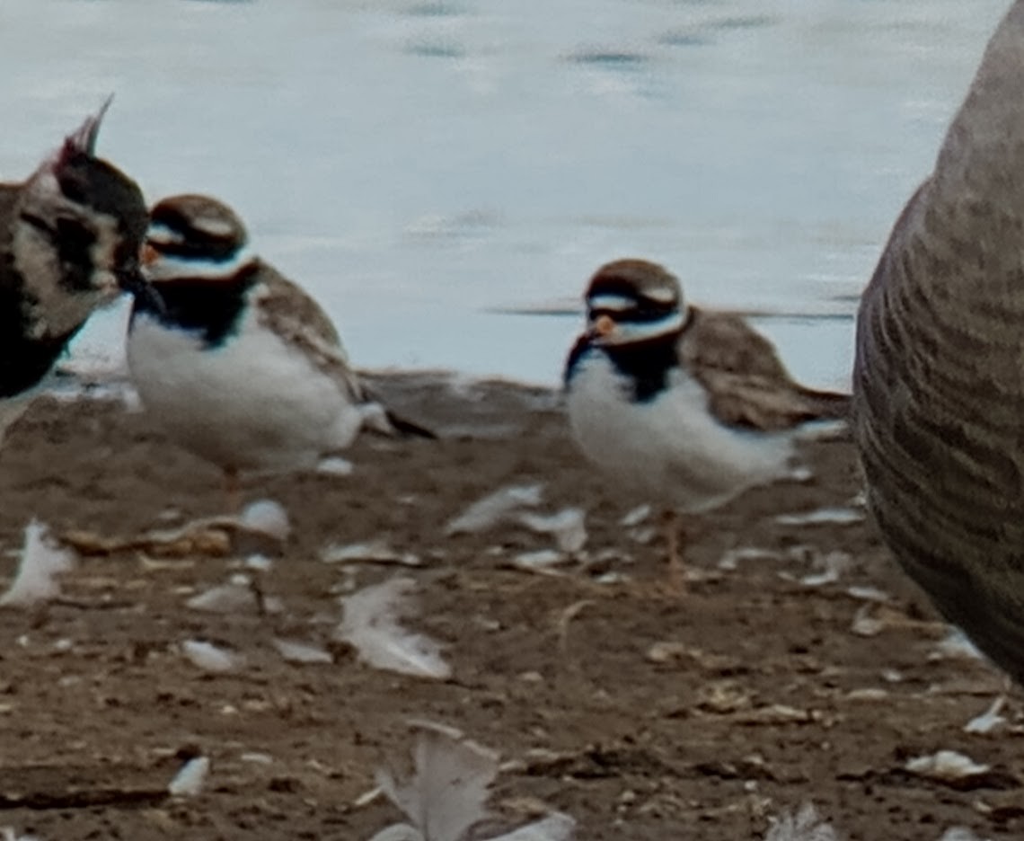 Common Ringed Plover - ML602966491