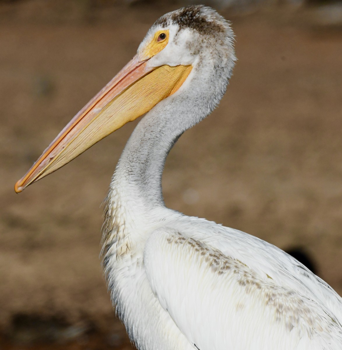 American White Pelican - ML602966731