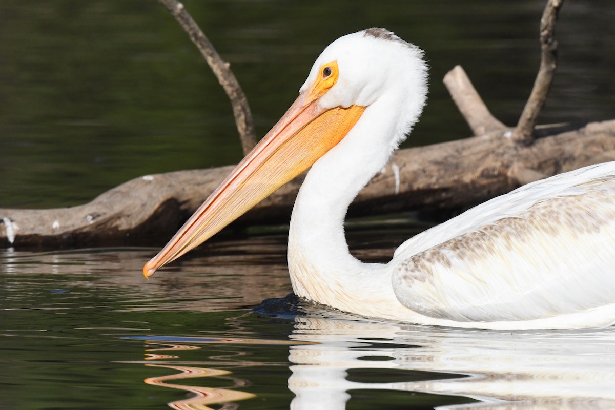 American White Pelican - ML602966741