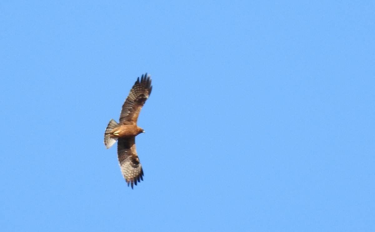 Águila Calzada - ML602967031