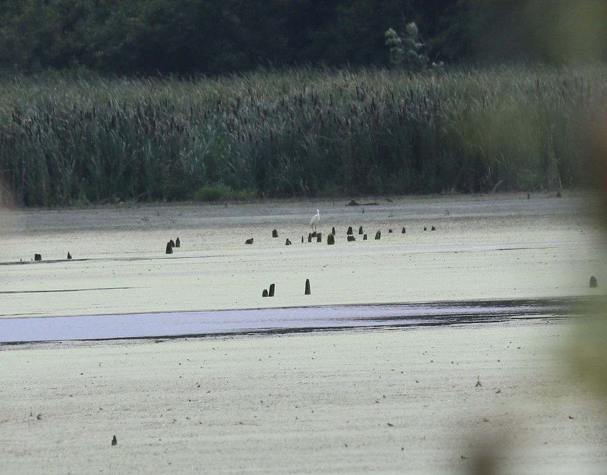 Little Blue Heron - ML602967131