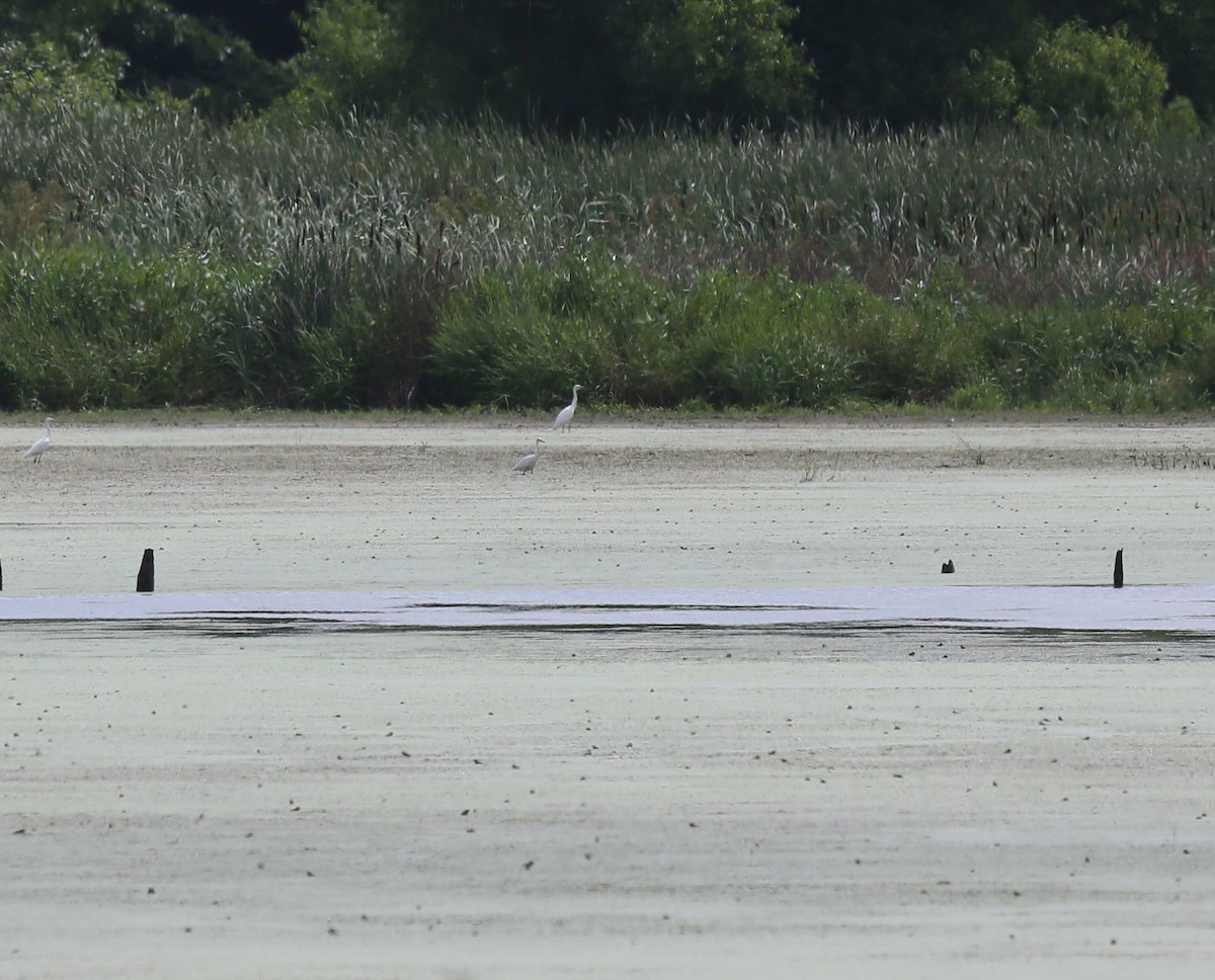 Little Blue Heron - ML602967171