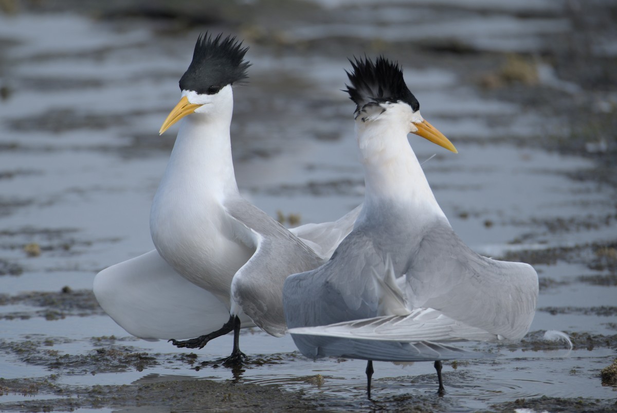 Great Crested Tern - Veeraj Sharma