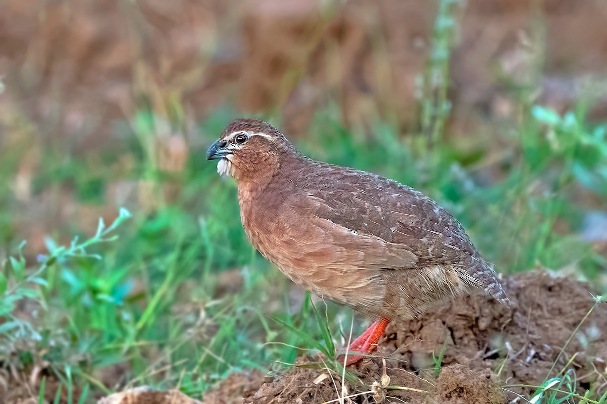 Rock Bush-Quail - ML602971071