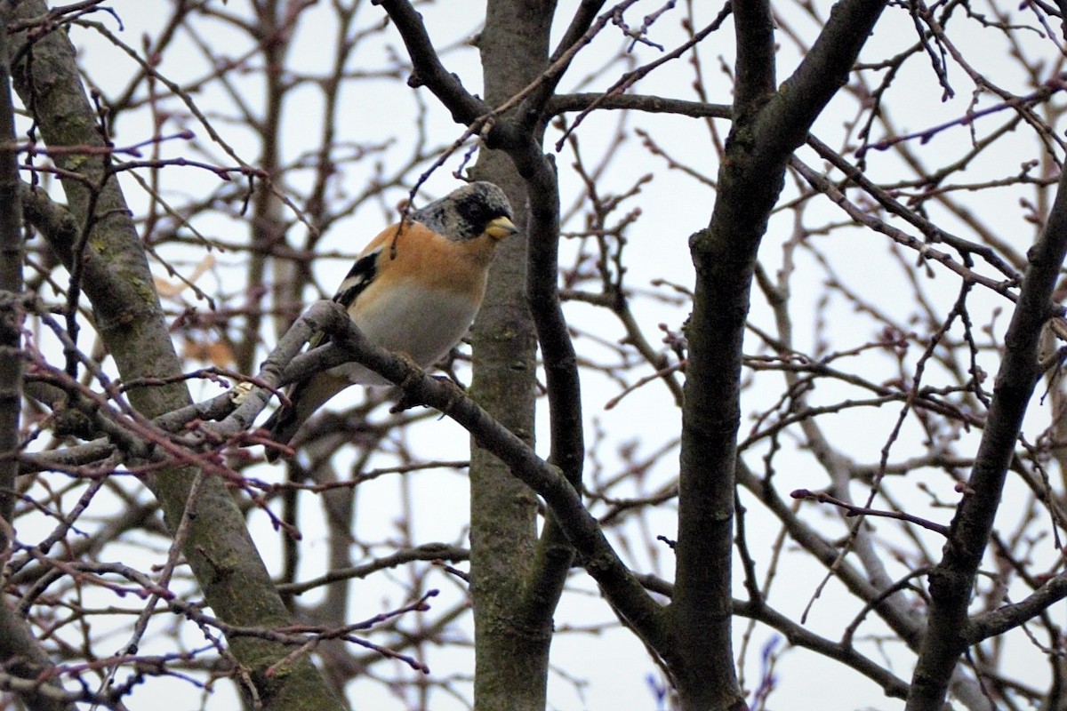 Brambling - ML602971191