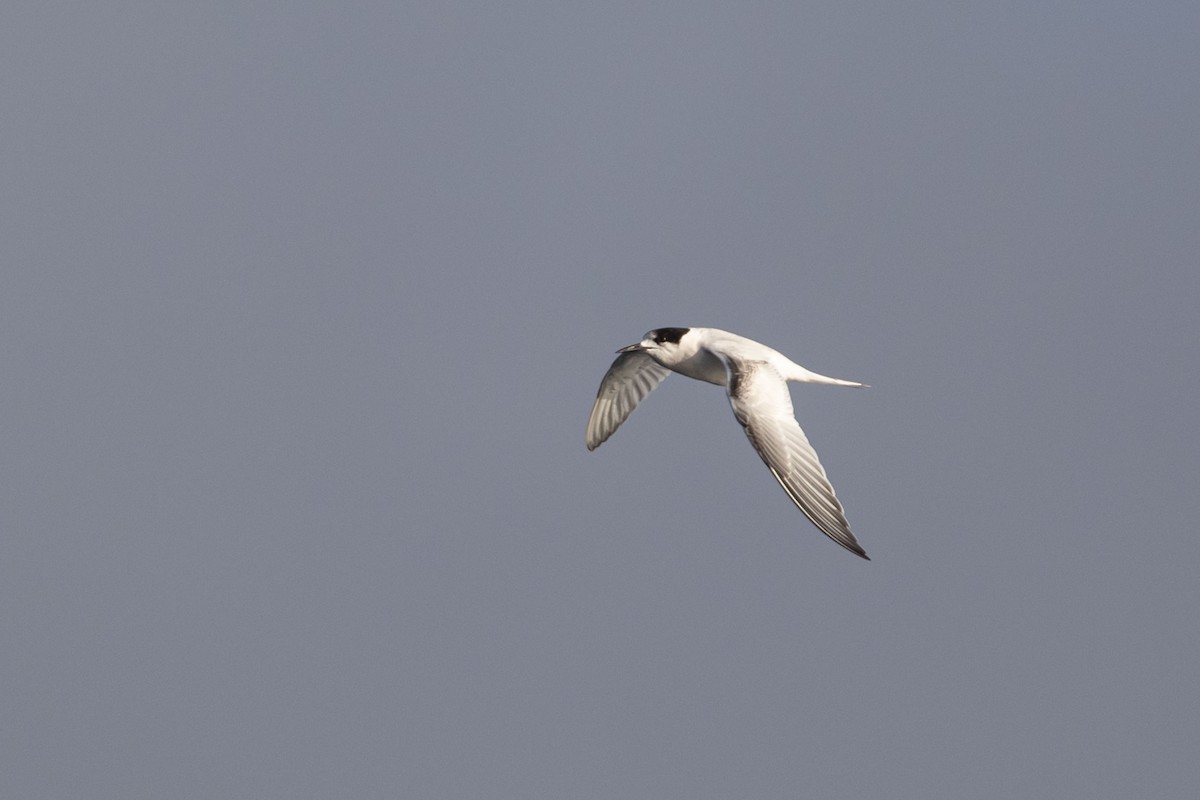White-fronted Tern - ML602972051