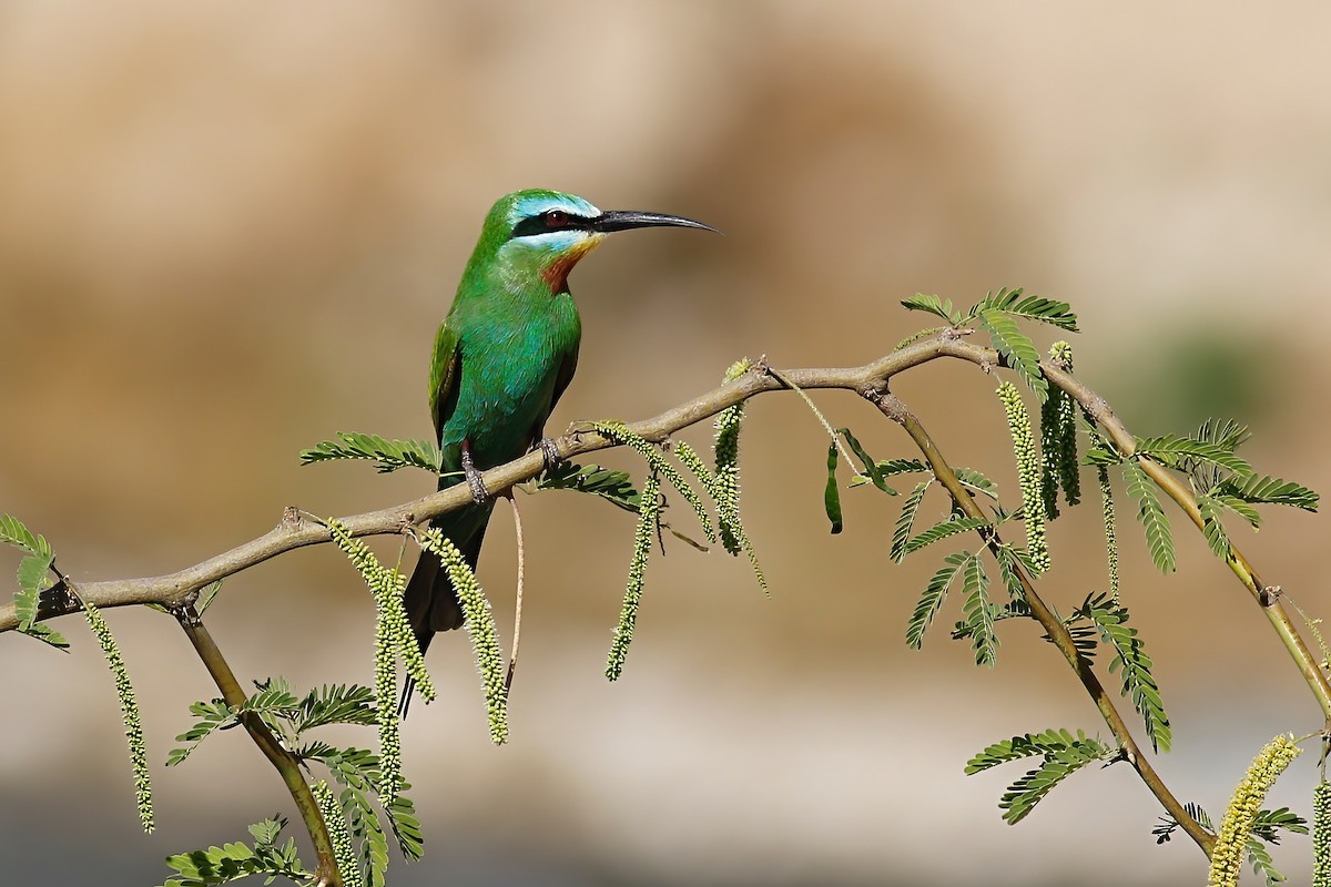 Blue-cheeked Bee-eater - Paul Dufour