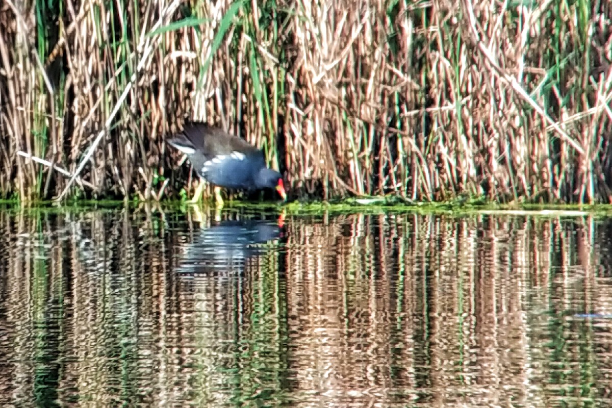 Eurasian Moorhen - ML602972291