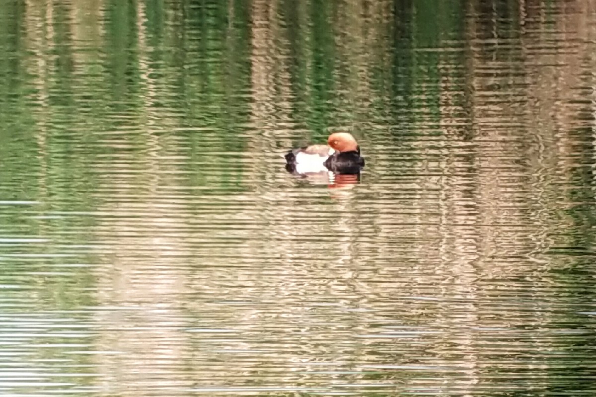 Red-crested Pochard - ML602972331