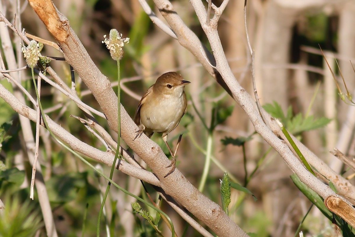 Common Reed Warbler - Paul Dufour