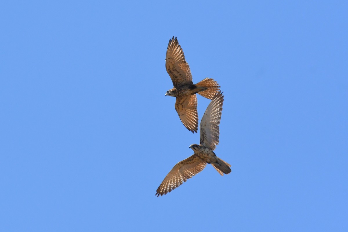 Brown Falcon - ML602972701